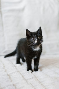 A small black cat with white spots is sitting on the sofa and looking up attentively