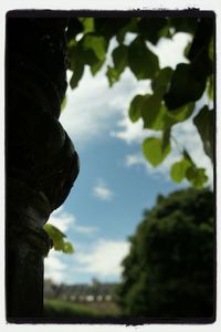 Low angle view of tree against sky