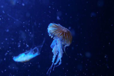 Close-up of jellyfish swimming in sea