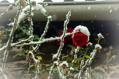 Close-up of frozen flower during winter