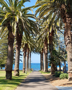 Palm trees by sea against sky