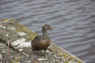 Eider duck walking at waters edge