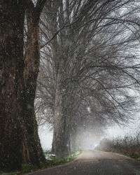 Road amidst trees during winter