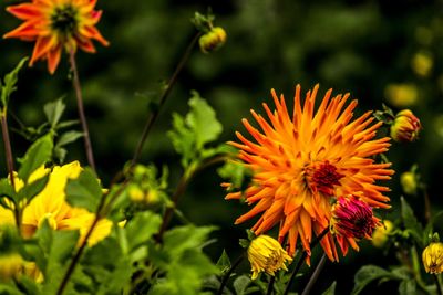 Close-up of yellow flower