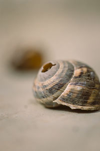 Close-up of shell over black background