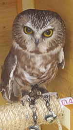 Close-up portrait of owl perching