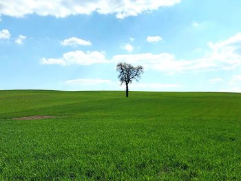 Tree on field against sky