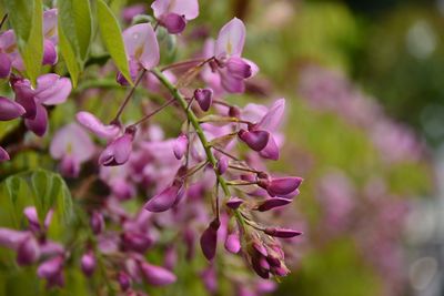 Close-up of purple flowers