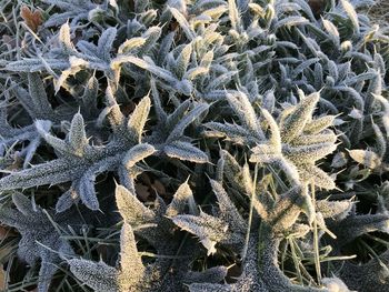 Full frame shot of frozen plants on field