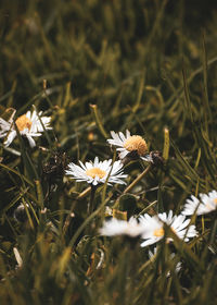 Close-up of white flowering plants on field