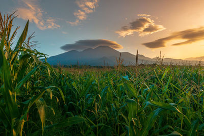 Scenic view of field against sky during sunset