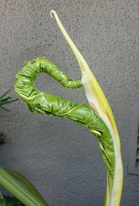 Close-up of plants