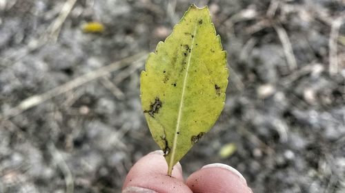 Close-up of dry leaf