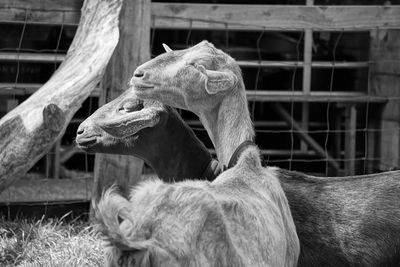 Two goats sunbathing