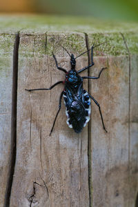 Close-up of insect on wood