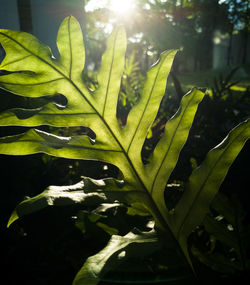 Close-up of fresh green plant on field during sunny day