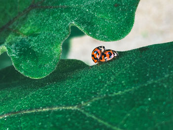 Close-up of ladybug on leaf