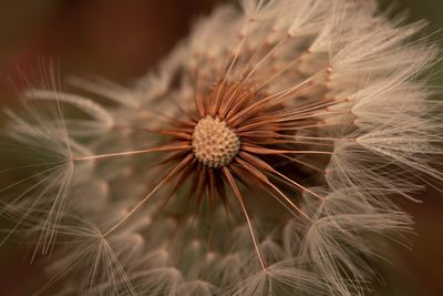 Extreme close-up of dandelion