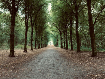 Footpath amidst trees in forest