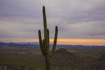 Cactus in desert against sky during sunset