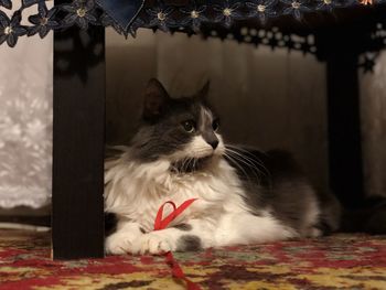 Close-up of a cat looking away at home