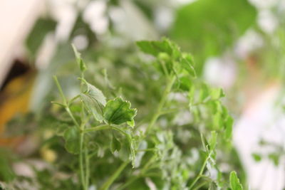 Close-up of fresh green plant