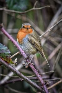 Close-up of bird perching on branch