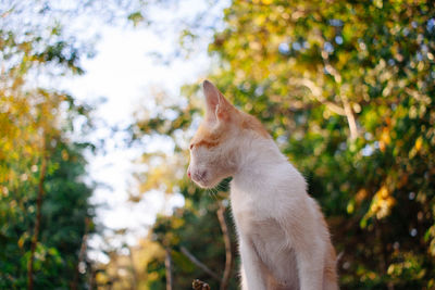 Close-up of a cat looking away