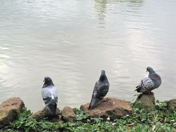 Pigeons on rock