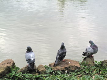 Birds perching on lake