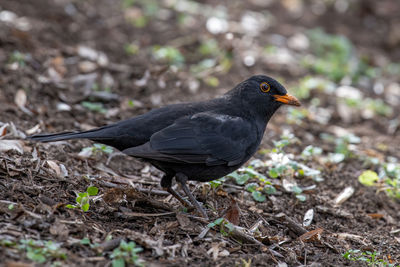 Close-up of bird perching on a field