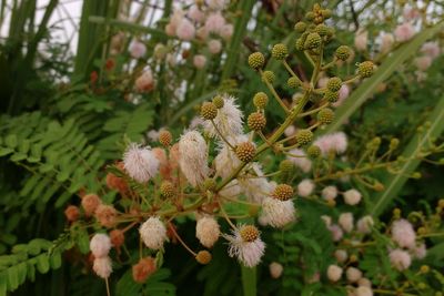 Close-up of honey bee on plant