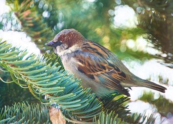 Close-up of bird perching on tree