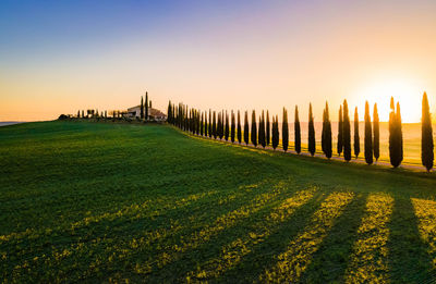 Well known tuscany landscape with grain fields, cypress trees and houses on the hills at sunset. 