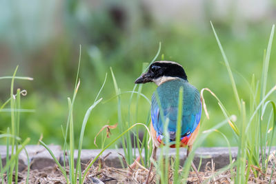 Close-up of a bird perching on a field