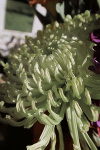 High angle view of flowering plant