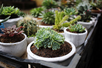 High angle view of potted plants