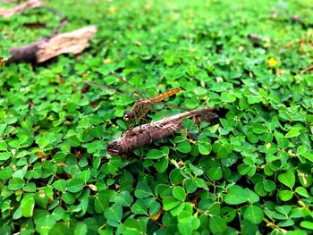 Close-up of insect on leaves