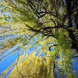 Low angle view of tree against sky