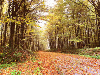 Footpath amidst trees in forest during autumn