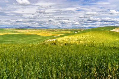 Scenic view of agricultural field against sky