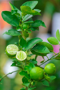 Close-up of fresh green leaves