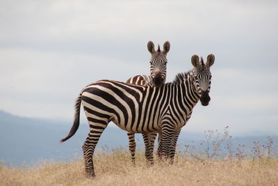 Two zebras in ngorogoro crater tansania