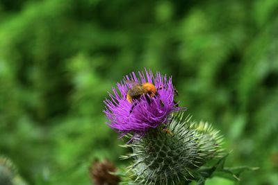 Close-up of insect on purple flower
