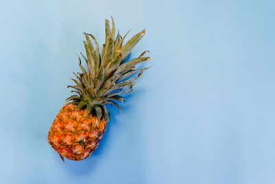 Close-up of fruit against white background