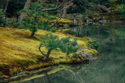 Close-up of tree by water