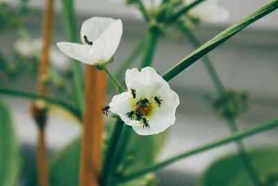 Close-up of white flowers blooming outdoors