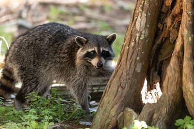 Young raccoon procyon lotor marinus forages for food in naples florida among the forest.