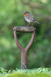 Robin redbreast bird perched on old garden fork handle with natural background