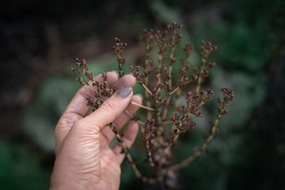 Close-up of hand holding flowering plant